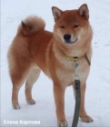 �t��ata shiba inu