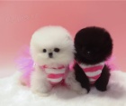Beautiful Spitz Pomeranian puppies