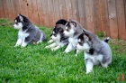 Pomsky psi jsou k dispozici pro dobr� rodiny.