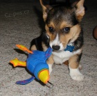 Hou�evnat� �t��ata Pembroke Welsh Corgi