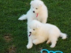 Okouzluj�c� �t��ata samojed�
