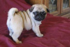 Rozko�n� �t��ata Pug; ',