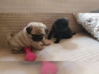 Mops �t��ata