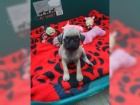 Mops �t��ata A-vrh 