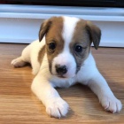  �t���tka Jack Russell k adopci.