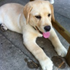 labradorsk� �t��ata k adopci.