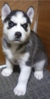  �t��ata sibi�sk�ho husky k adopci. 
