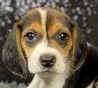 Krsn ttka Beagle