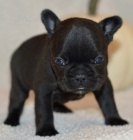 Kr�sn� �ern�, modr�, b�ov� �t��ata francouzsk�ho buldo�ka