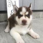 Sibi�sk� husky