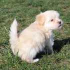 havansk� �t��ata 