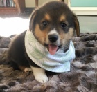 �t��ata Pembroke Welsh Corgi