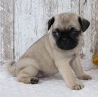 b�ov� mops �t��ata