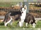 Sibi�sk� Husky - �t��ata s PP
