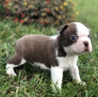 Kr�sn� a roztomil� d�ti bostonsk�ch teri�r�