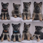 �t��ata N�meck�ho Ov��ka s PP