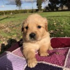 Zlat� retr�vr �t��ata