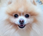 Pomeranian - kryt�