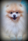 Pomeranian - kryt�