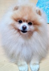 Pomeranian - kryt�