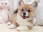 Pembroke Welsh Corgi