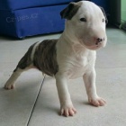 BULL TERI�R �T��ATA