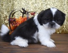 �t��ata shih tzu na prodej