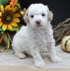 Pudl� �t��ata k prodeji.