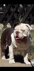 �okol�da a lila Bulldogs