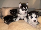 Sibi�sk� husky - �teniatka s PP 