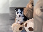 Sibi�sk� husky - �teniatka s PP 