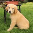 Rozko�n� zlat� retr�vr �t��ata jsou p�ipravena na nov� rodiny.