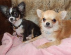 �t��ata Calvalier King Charles p�ipravena k adopci