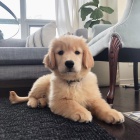 Velmi zdrav� �t��ata sibi�sk�ho husky