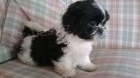 �t��ata shih tzu
