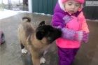 akita inu �t��ata k dispozici