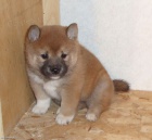 AKC zaregistrov�n Shiba Inu �t��ata na prodej