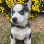 Ndhern sibisk husky