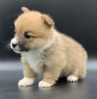 Samec a samice �t��ata Welsh Corgi Pembroke.