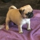 Kr�sn� b�ov� �t��ata mops� na prodej