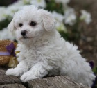 Bichon frize �t��ata na prodej