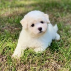 Kr�sn� a zdrav� �t��ata Bichon