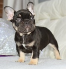 Zdrav� �t��ata francouzsk�ho buldo�ka