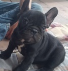 Kr�sn� �ern� francouzsk� buldo�ek �t��ata