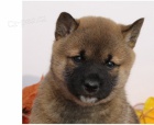 �t��ata shiba inu