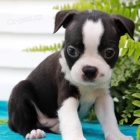 Kr�sn� �t��ata bostonsk�ho teri�ra