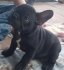 Modr�, �ern�, b�ov� �t�n� francouzsk�ho buldo�ka k adopci