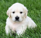 Zdrav� �t��ata zlat�ho retr�vra k adopci