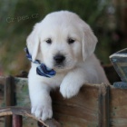 Zdrav� �t��ata zlat�ho retr�vra k adopci