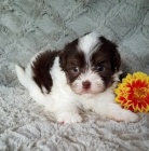 Kr�sn� havansk� �t���tka na prodej